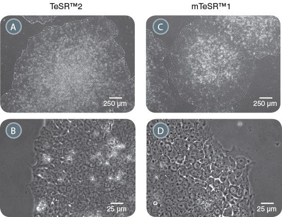 Morphology of hPSCs Maintained in TeSR™2 is Comparable to hPSCs Cultured in mTeSR™1