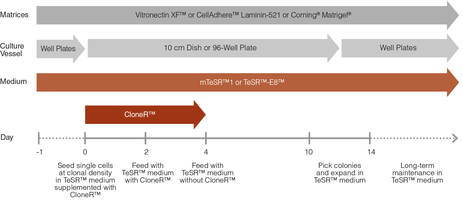 hPSC Single-Cell Cloning Workflow with CloneR™