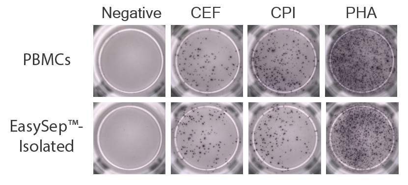 PBMCs pre- and post-EasySep™ isolation were incubated in peptide pools (CEF, CPI, or PHA) and a robust population of IFN-gamma-producing cells in these respective samples are visible on ELISpot plates, showing that EasySep™-isolated CD45+ cells produce IFN-gamma in response to antigen and mitogen stimulation.