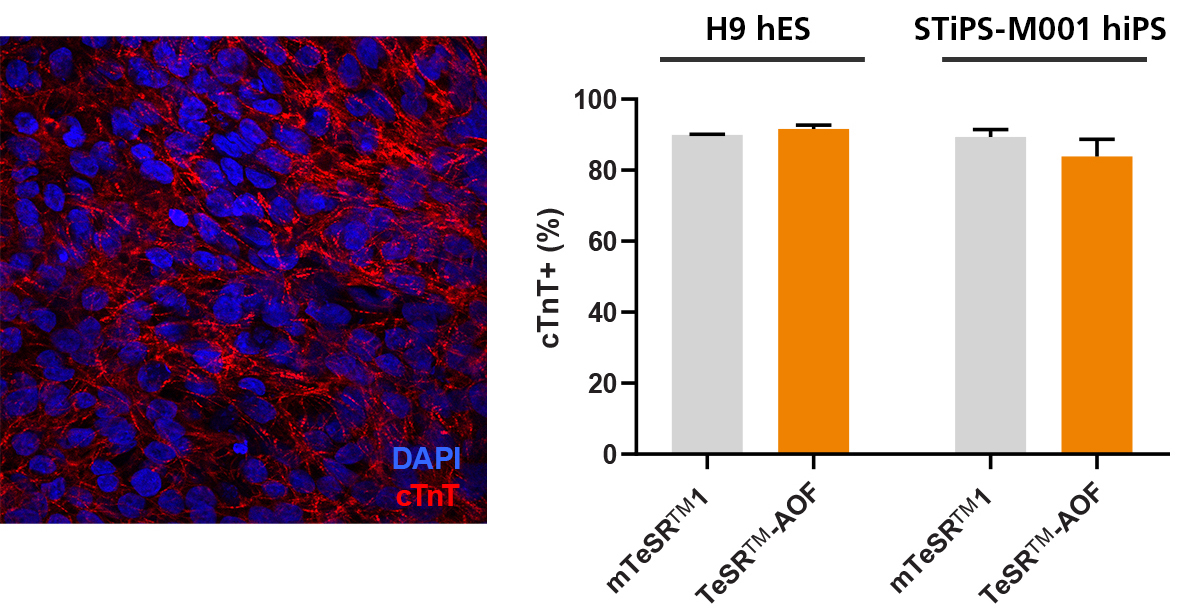 hPSCs Culture in TeSR™-AOF Differentiate to Cardiomyocytes with the STEMdiff™ Cardiomyocyte Differentiation Kit