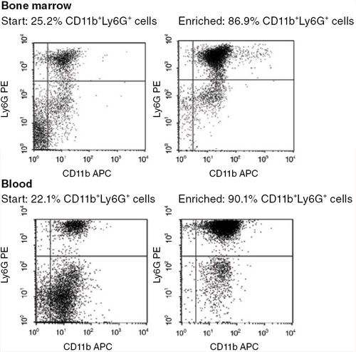 EasySep™ Mouse Neutrophil Kit Isolation Profile