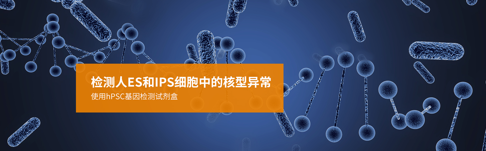 检测人ES和IPS细胞中的核型异常